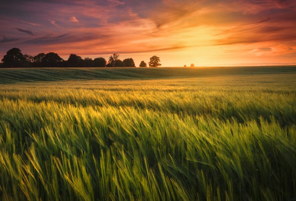Sunset over a wheat field